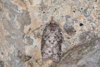 Nycteola columbana