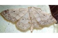 Idaea biselata