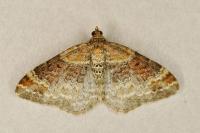 Xanthorhoe spadicearia