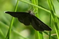 Odezia atrata
