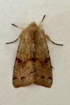Orthosia incerta