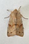 Orthosia incerta