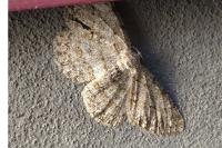 Hypomecis punctinalis