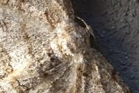 Hypomecis punctinalis