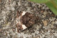 Tyta luctuosa