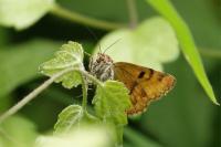 Euclidia glyphica