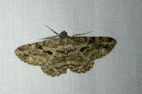Peribatodes rhomboidaria rhomboidaria