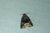 Deltote pygarga