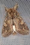 Peridea anceps