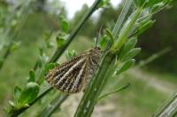 Isturgia limbaria