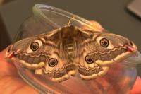Saturnia pavonia