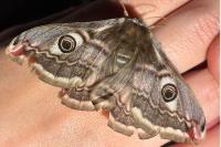 Saturnia pavonia