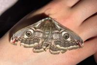 Saturnia pavonia