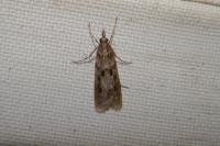 Eudonia angustea