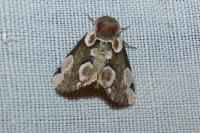 Thyatira batis