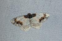 Ligdia adustata