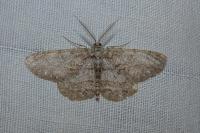 Hypomecis punctinalis