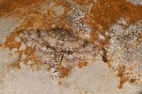 Ascotis selenaria