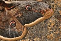 Saturnia pyri