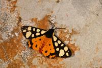 Arctia villica