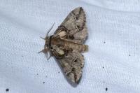 Drymonia velitaris