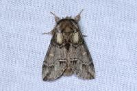 Drymonia velitaris