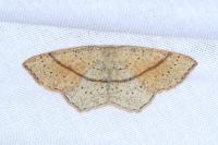 Cyclophora punctaria