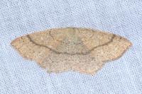 Cyclophora ruficiliaria