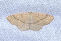 Cyclophora ruficiliaria