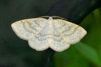 Cabera exanthemata