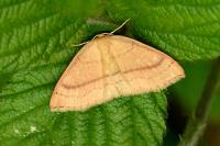 Cyclophora linearia