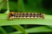 Euthrix potatoria