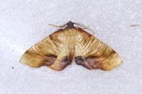 Plagodis dolabraria