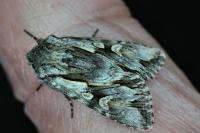 Chloantha hyperici