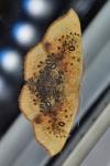 Cyclophora lennigiaria