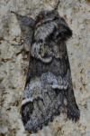 Drymonia dodonaea