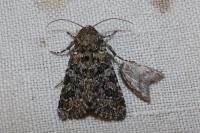 Hadena filograna