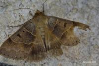 Minucia lunaris