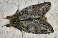 Peridea anceps