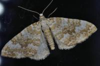 Perizoma flavofasciata
