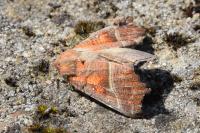 Scoliopteryx libatrix