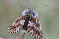 Omia rosseti
