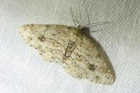 Ectropis crepuscularia