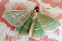Chlorissa viridata