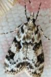 Eudonia delunella