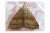 Herminia tarsicrinalis