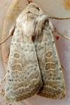 Hoplodrina ambigua