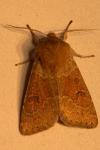 Orthosia miniosa