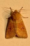 Orthosia miniosa