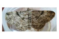 Peribatodes rhomboidaria rhomboidaria